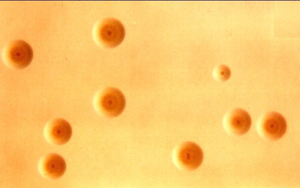 Il Mycoplasma Capricolum usato come veicolo
