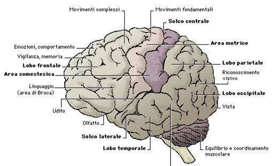 brain